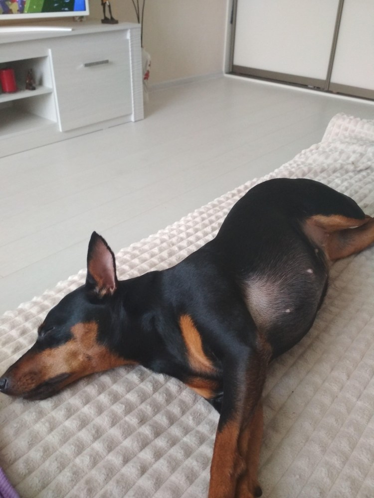 Беременный карликовый пинчер