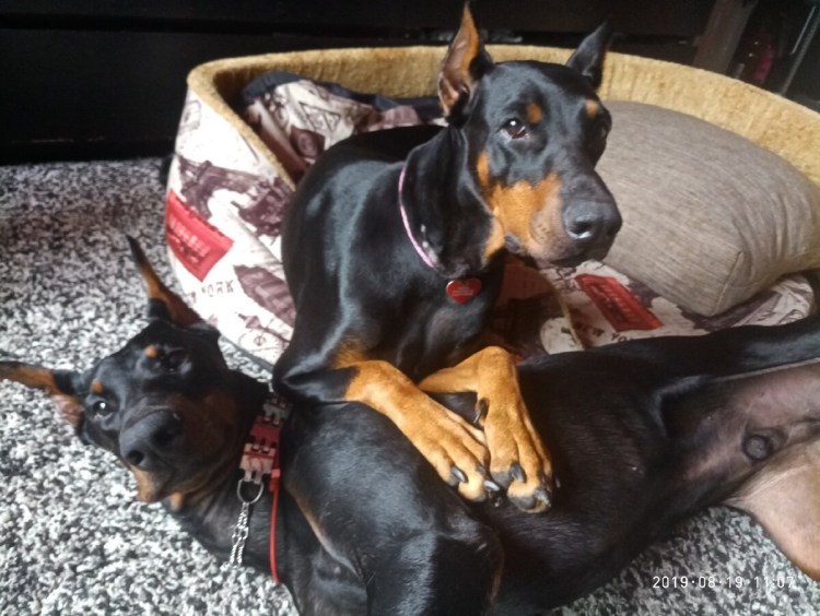 Доберман и чихуахуа