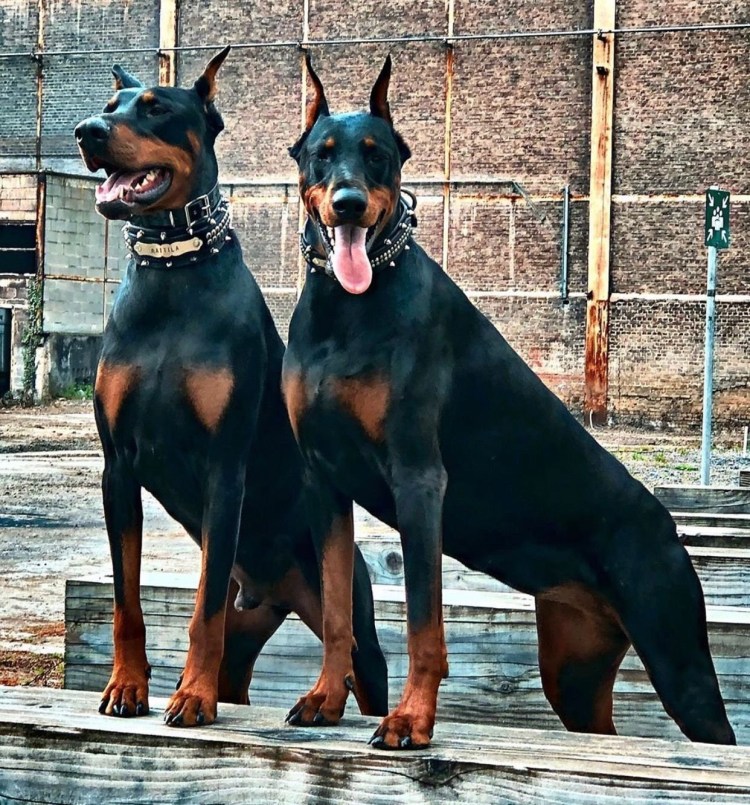 Порода Доберман-пинчер