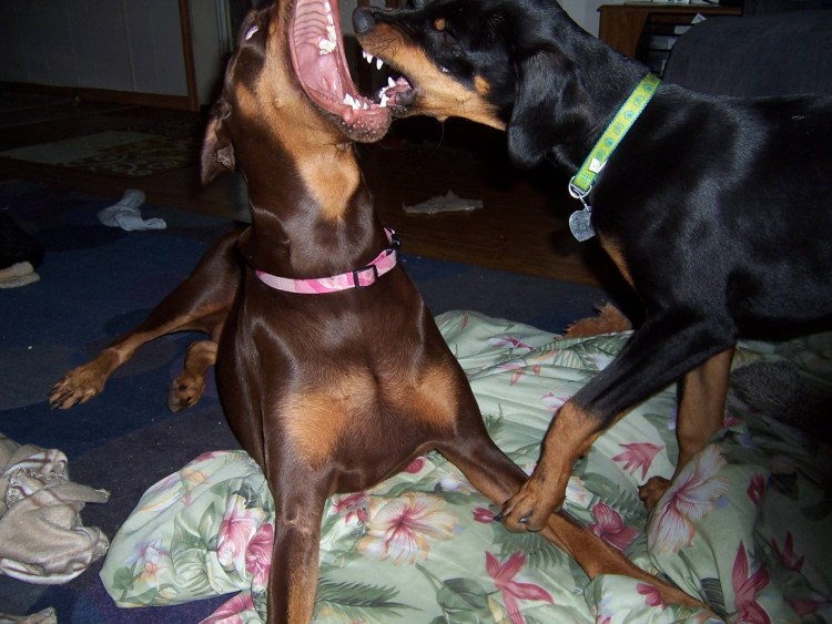 Мертвые щенки добермана