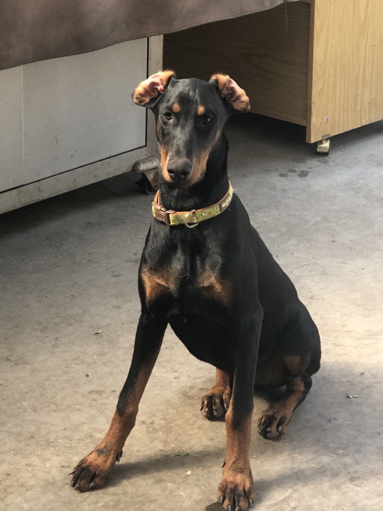 Сеттер и Доберман