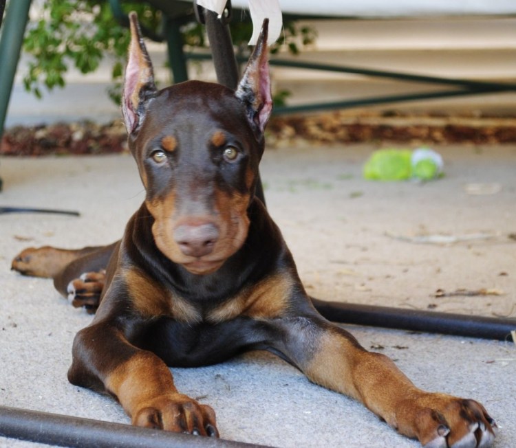 Доберман щенок