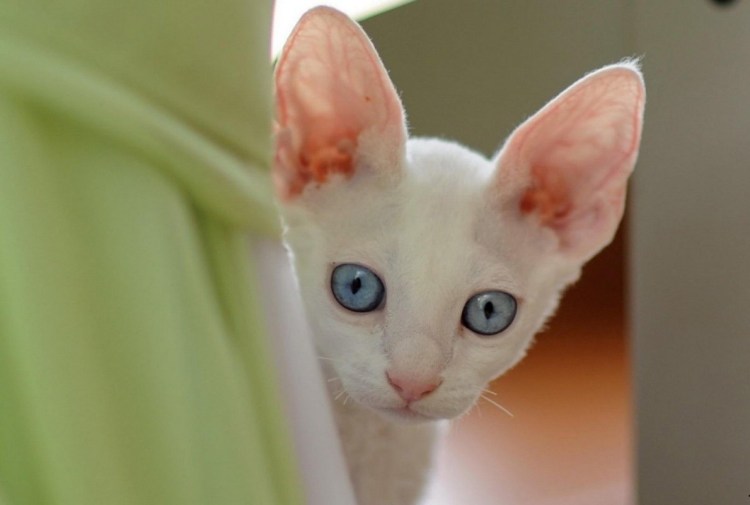 Черные кошачьи уши