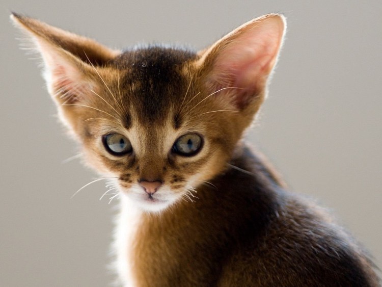 Кошачьи уши