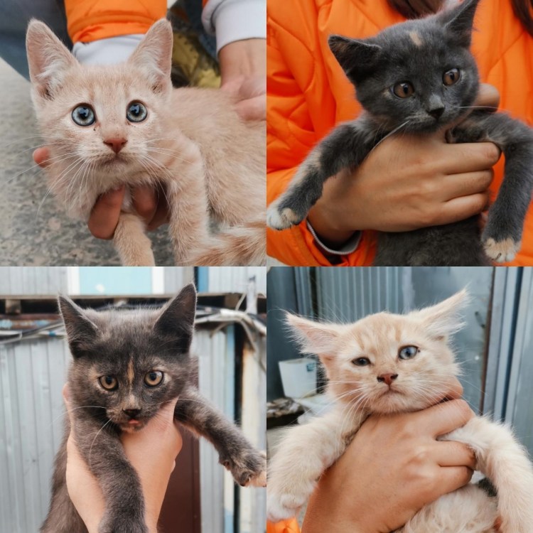 Коты с ушами