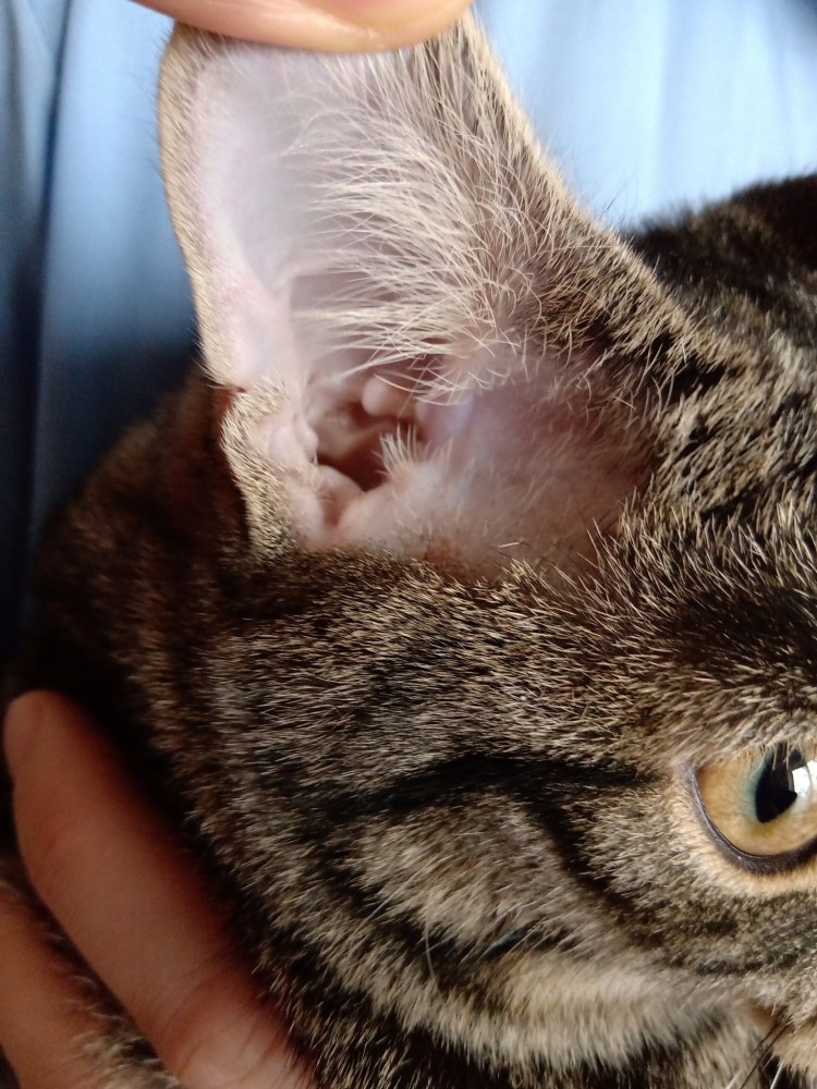 Котенок шипит