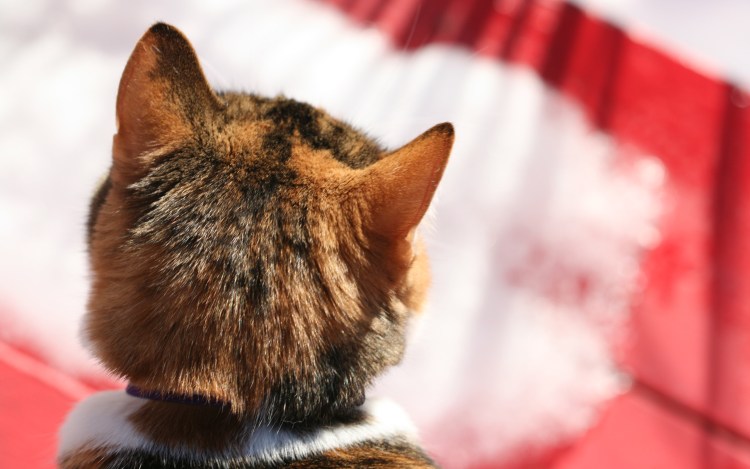 Панлейкопения кошачьих