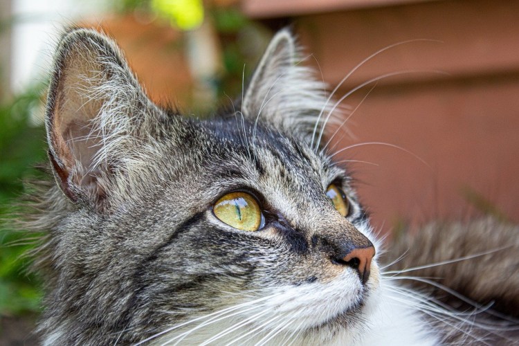 Кот с мохнатыми ушами