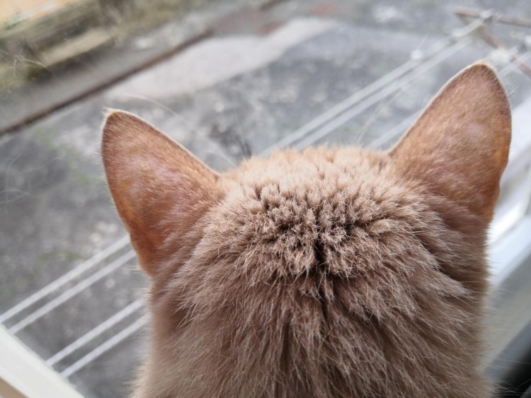 Котенок выглядывает