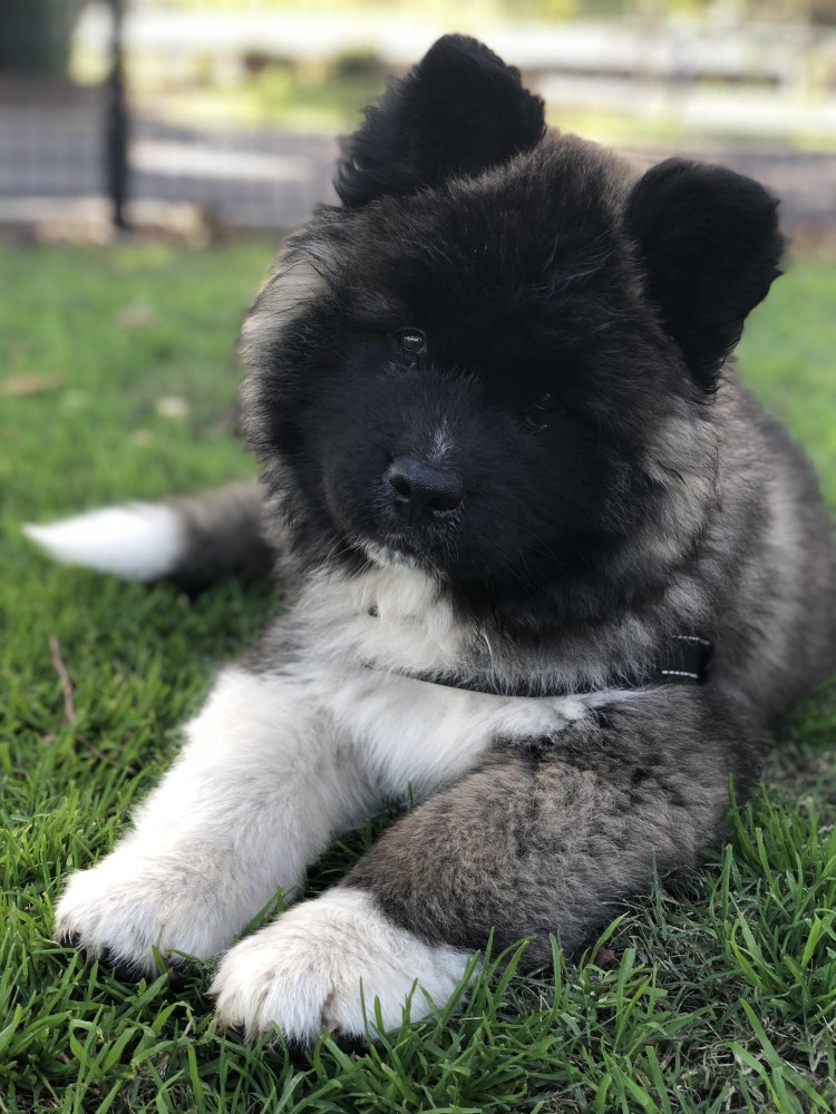 Американская Акита длинник