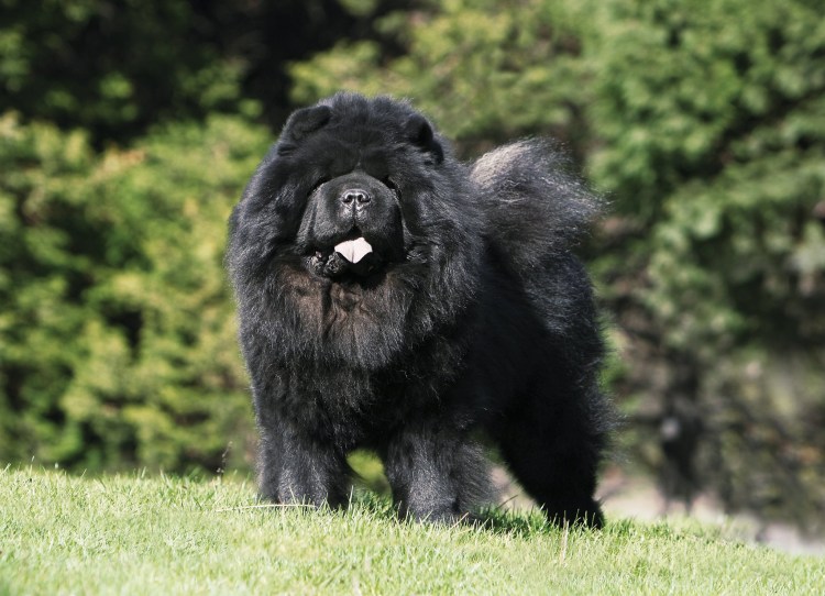 Чау-чау собака черная