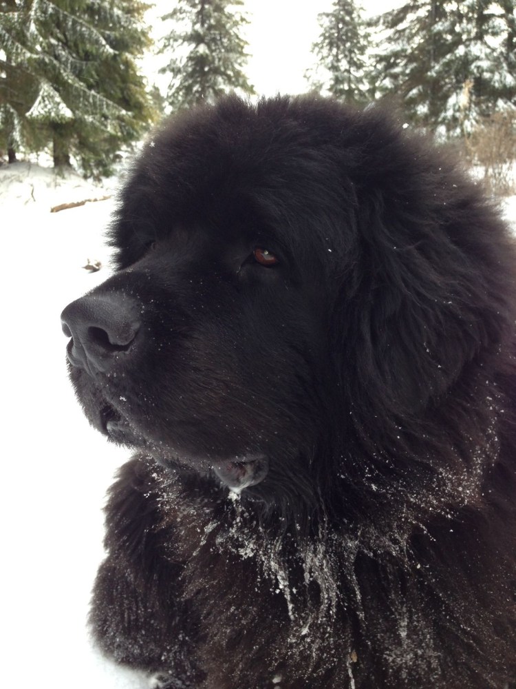 Ньюфаундленд водолаз