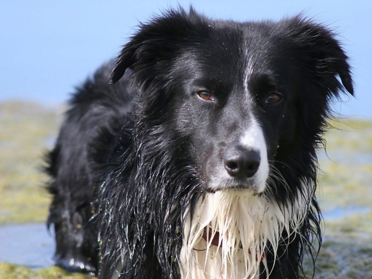 Черная мохнатая собака