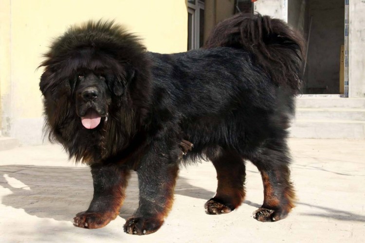Тибетский мастиф черный