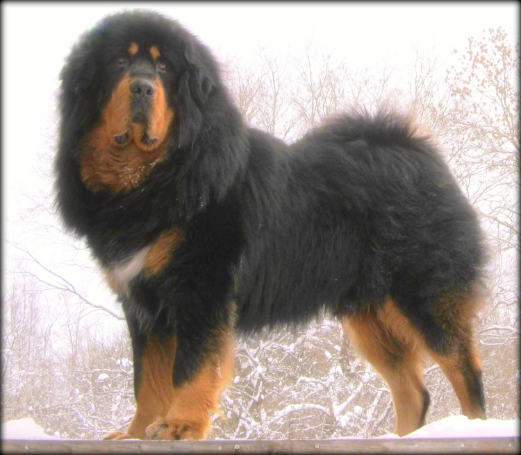 Тибетский мастиф чёрно рыжий
