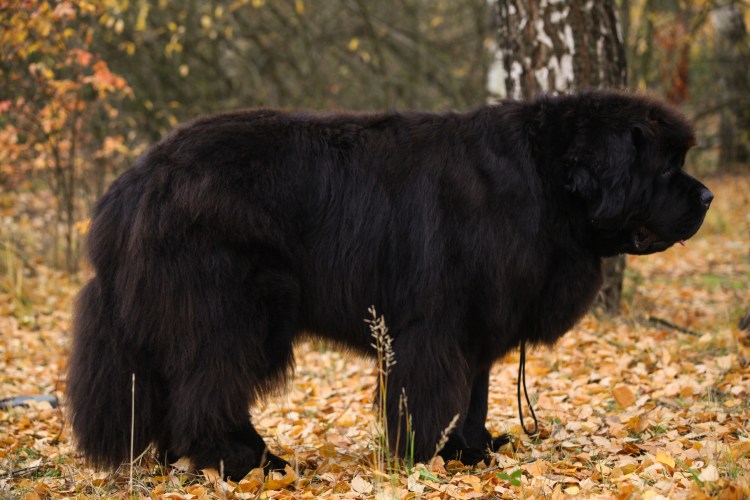 Ньюфаундленд порода собак