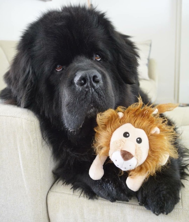 Мастиф ньюфаундленд