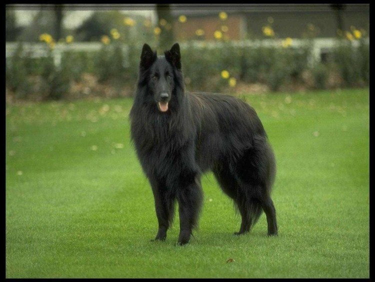 Бенгальская овчарка грюнендаль