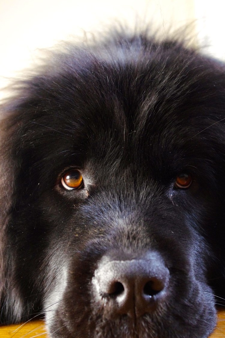 Большие черные собаки лохматые