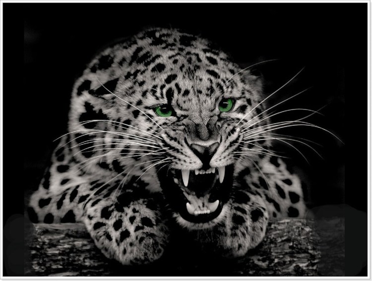 Ягуар черно белый