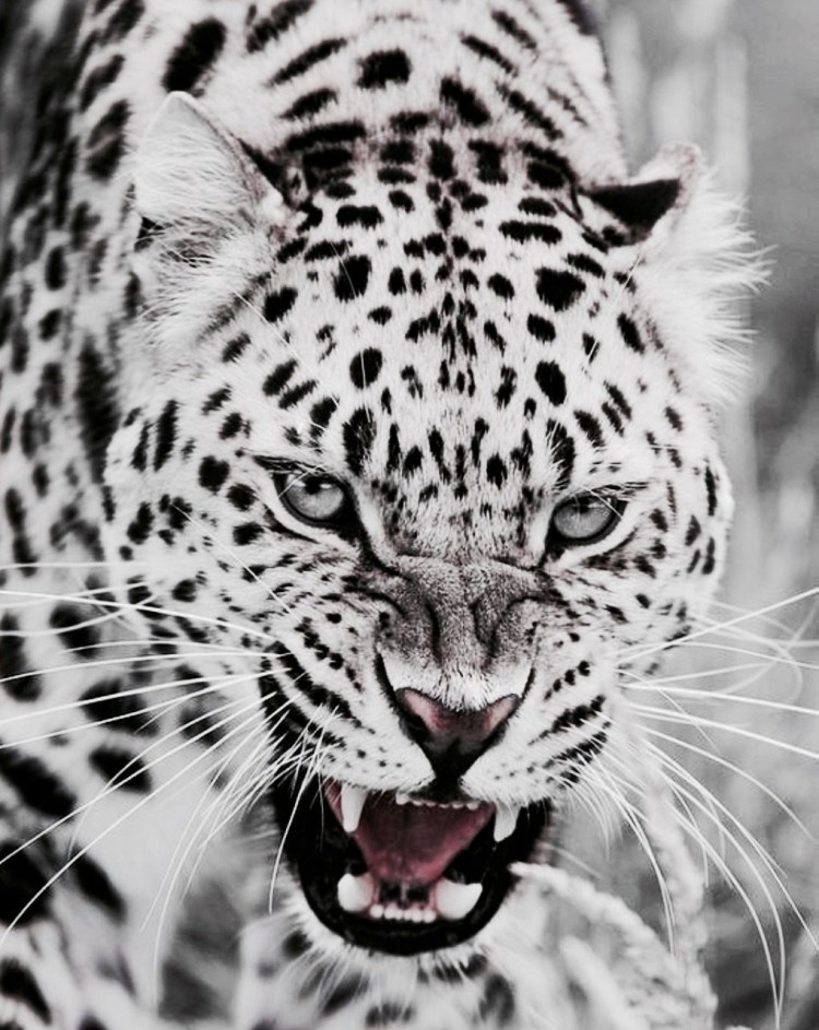 Белый леопард