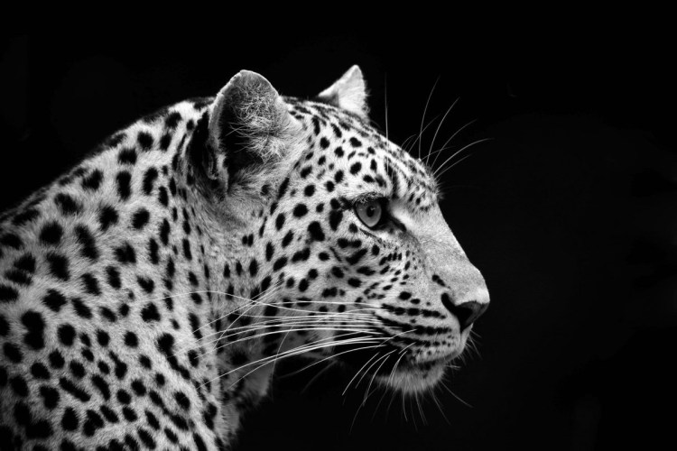 Леопард чёрно белый