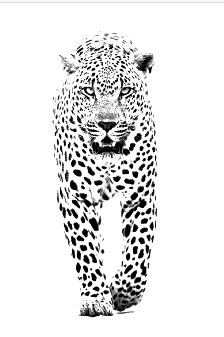 Королевский гепард