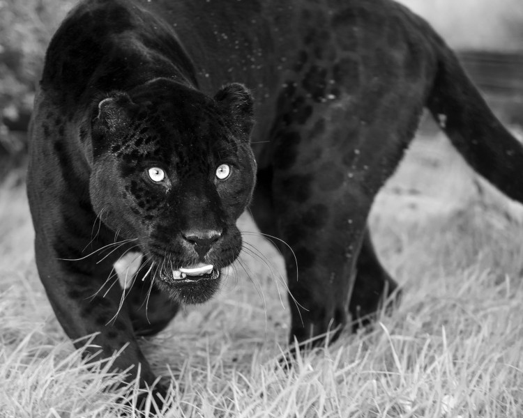 Nick Brandt фотограф