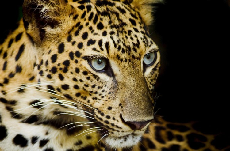 Леопард снежный Барс Ягуар