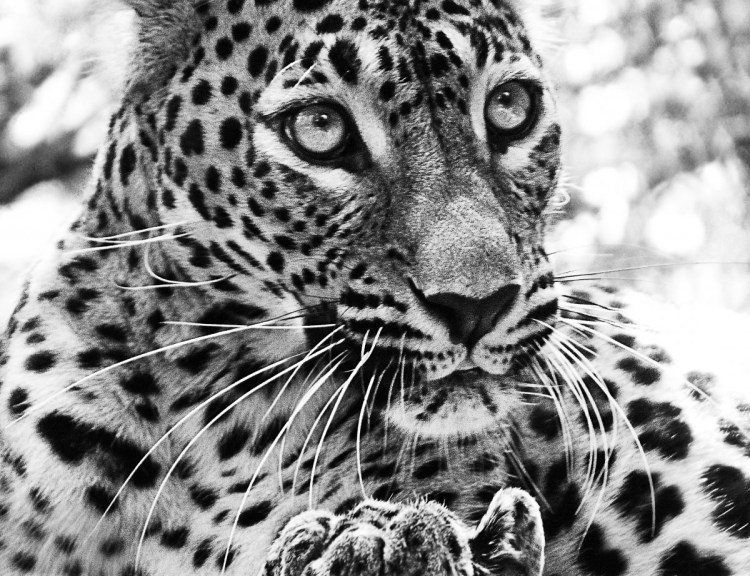 Животное чб