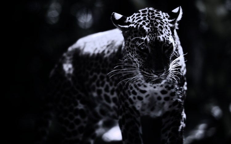 Леопард обои