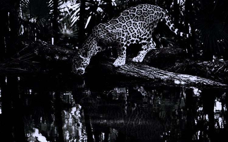 Ягуар на темном фоне