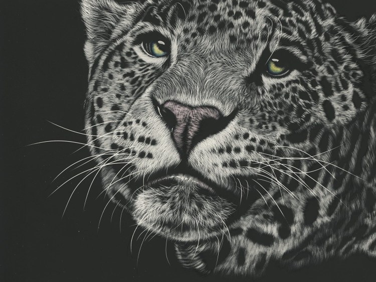 Ирбис на черном фоне