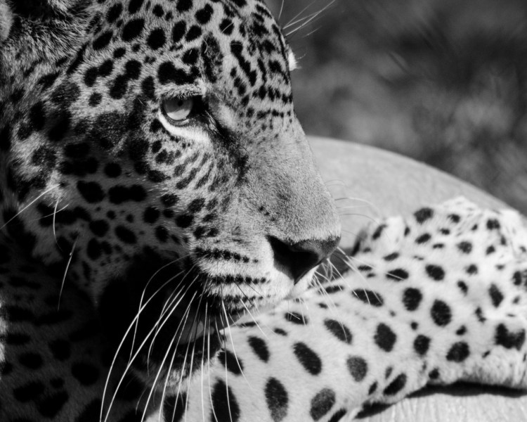 Барс и пантера