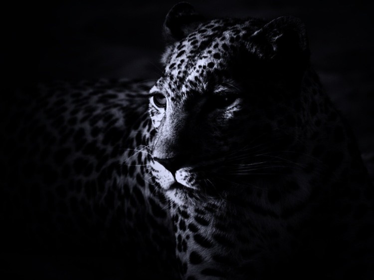 Мазерати Ягуар