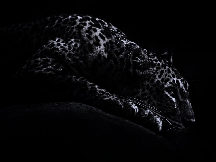 Ягуар в профиль