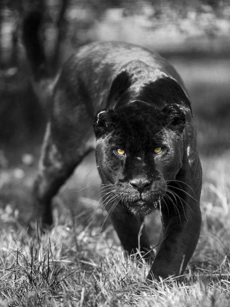 Неоновый леопард