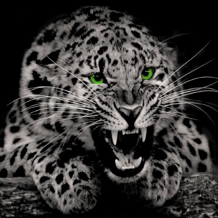 Дикая природа