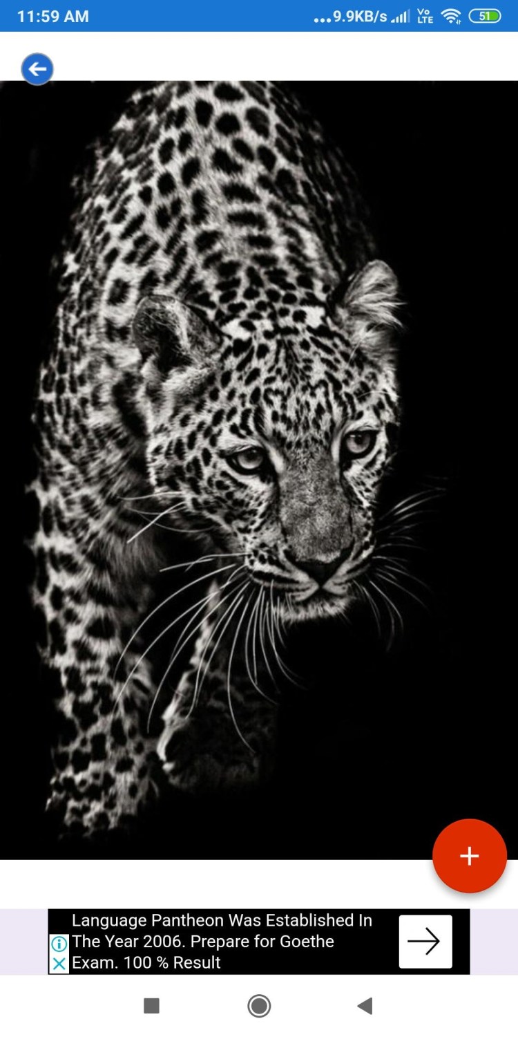 Ирбис и тигр