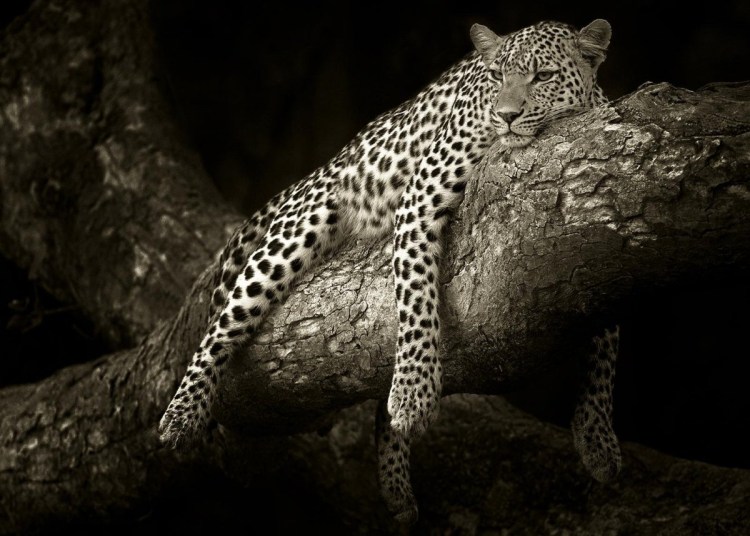 Животные на черном фонн