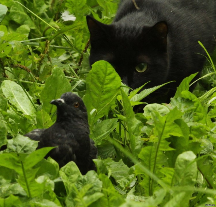 Черный котенок охотится