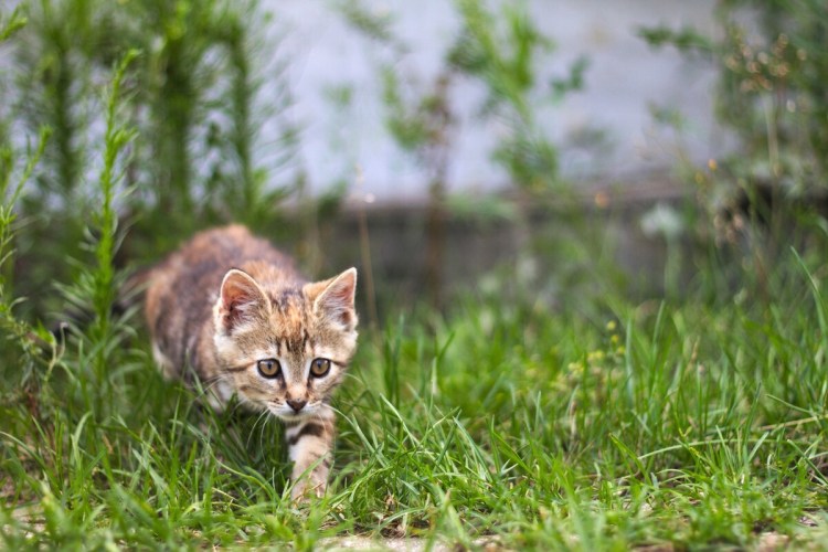 Котенок охотник