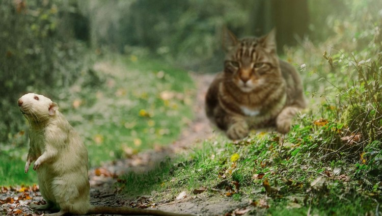 Кошка охотится