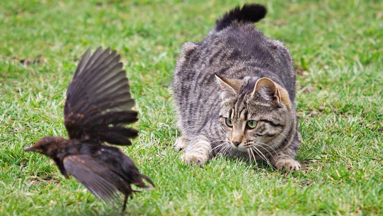 Кошка охотится на птиц