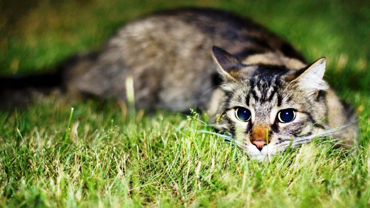 Кот охотник