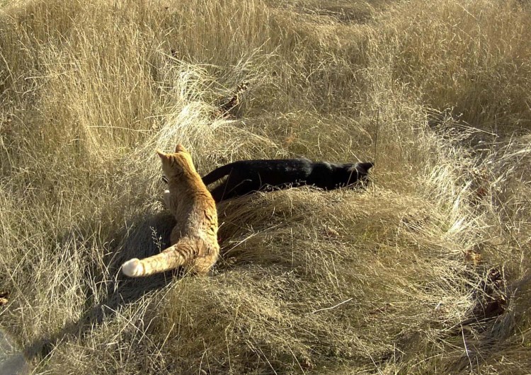 Кот охотится на утку