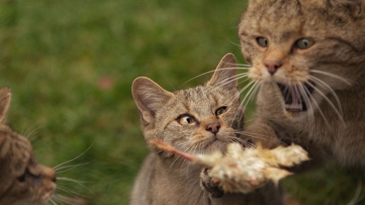 Кот на охоте