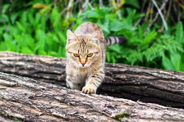 Кошка охотится