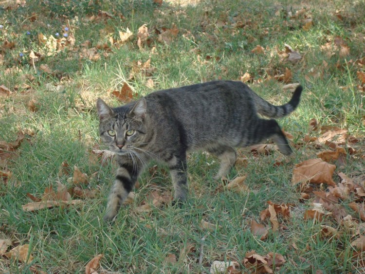 Охотничья кошка