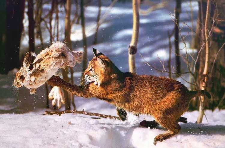 Прыжок рыси за добычей